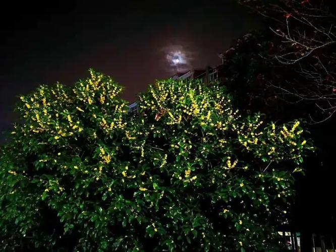 云影摇枝,轻风弄瓣,微光掩映金黄泛.贪闻清馥醉熏衣,流年最数秋温婉